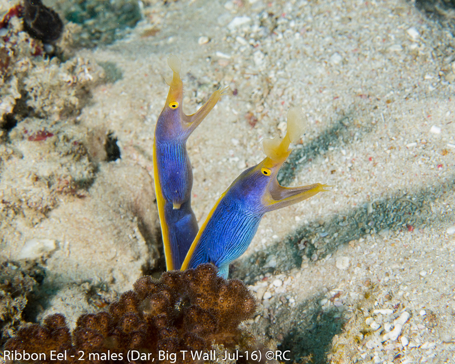 24_7_Ribbon Eel - 2 males (Dar, Big T Wall, Jul-16)