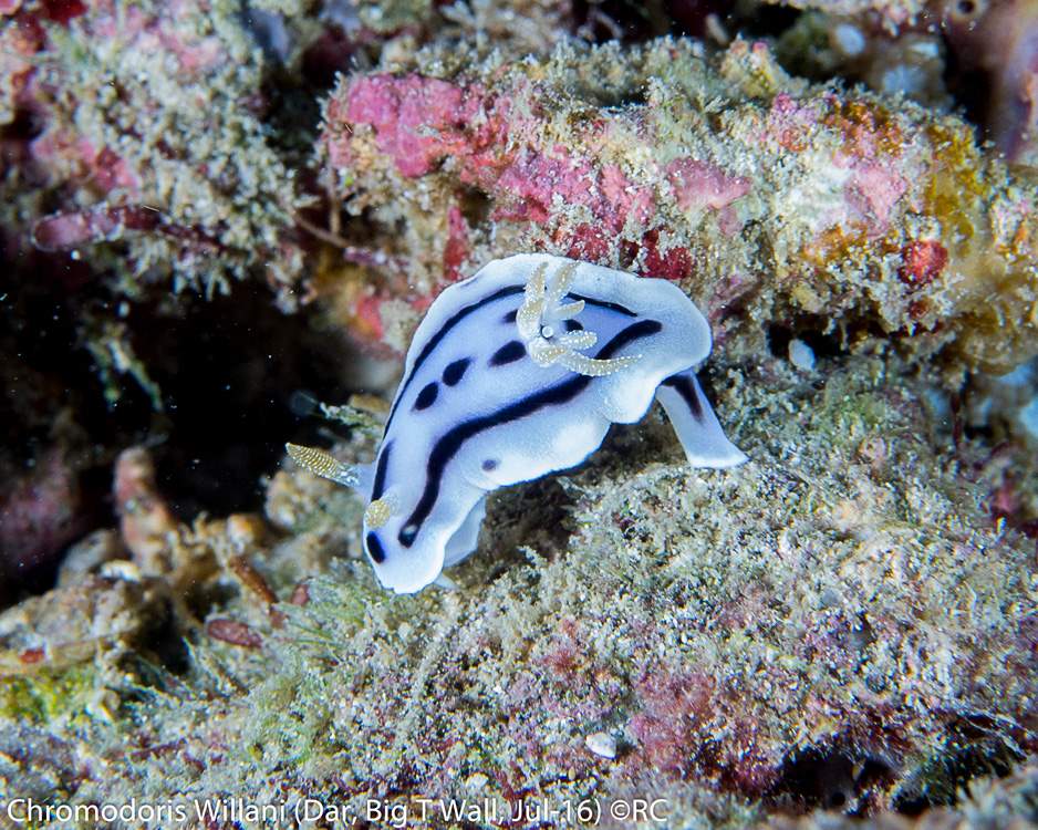 33_1_Chromodoris Willani (Dar, Big T Wall, Jul-16)