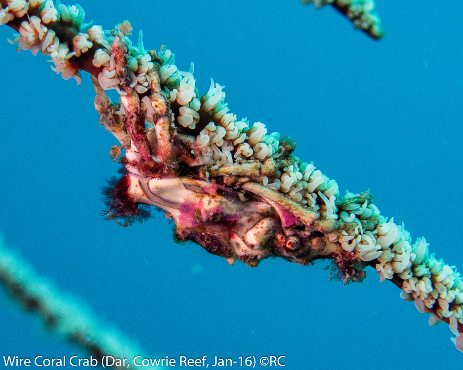 32_8_Wire Coral Crab (Dar, Octopus, Jan-16)
