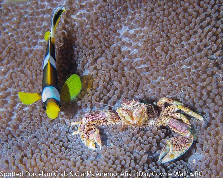 32_1_Spotted Porcelain Crab & Clark's Anemonefish (Dar, Cowrie Wall North)