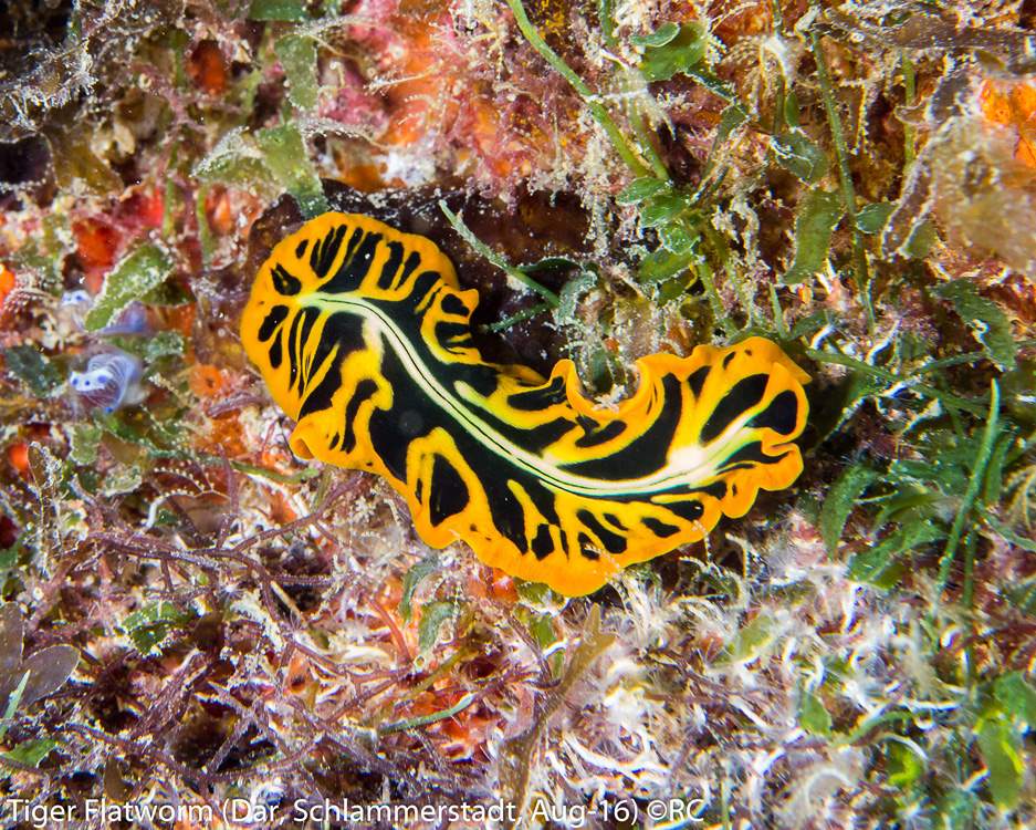 38_1_Tiger Flatworm (Dar, Schlammerstadt, Aug-16)